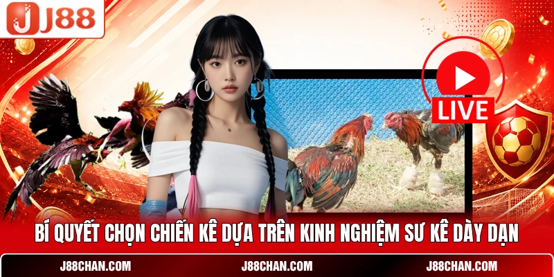 Đá Gà Thomo - Sân Chơi Kê Chiến Cựa Sắt Đỉnh Cao Đẳng Cấp