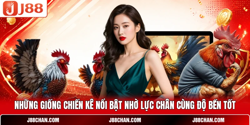 Đá Gà Cựa Sắt - Đấu Trường Kê Chiến Sát Thương Đỉnh